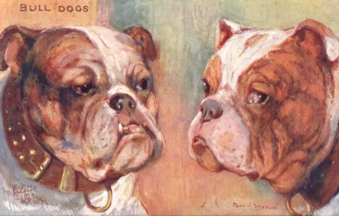 Framed Print : Bulldogs. Two fierce-looking bulldogs. Artist: Philip Stretton. Date: 1908 Framed Print : Bulldogs. Two fierce-looking bulldogs. Artist: Philip Stretton. Date: 1908