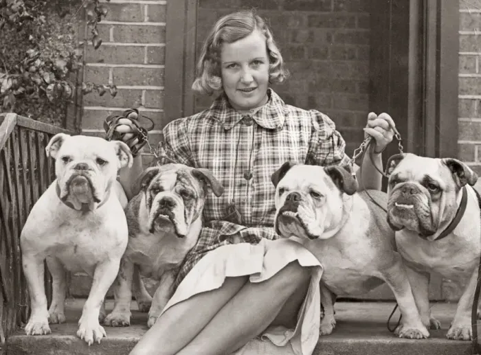 Framed Print : Bulldogs exhibited at Crufts dog show 1930 s Framed Print : Bulldogs exhibited at Crufts dog show 1930 s