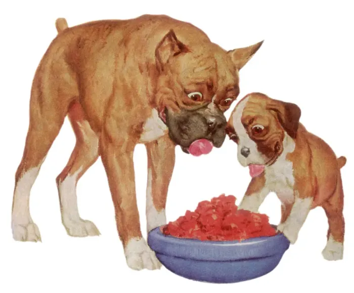Framed Print : Bulldogs Eye Food Bowl Date: 1948 Framed Print : Bulldogs Eye Food Bowl Date: 1948