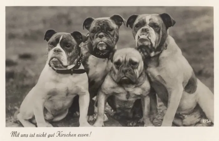 Framed Print : Bulldogs in Germany Framed Print : Bulldogs in Germany