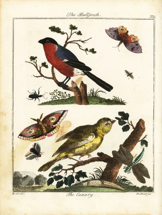 Framed Print : Bullfinch, canary, butterfly, moth, etc Framed Print : Bullfinch, canary, butterfly, moth, etc