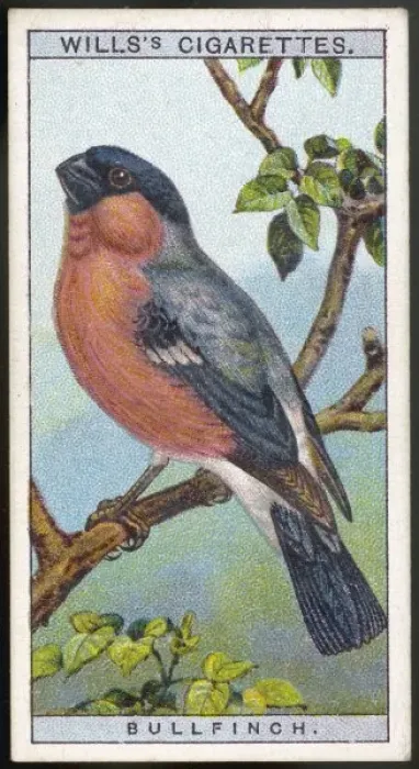 Framed Print : Bullfinch / Cig. Card / 1915 Framed Print : Bullfinch / Cig. Card / 1915