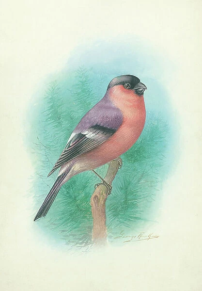 Bullfinch (male) by George Rankin