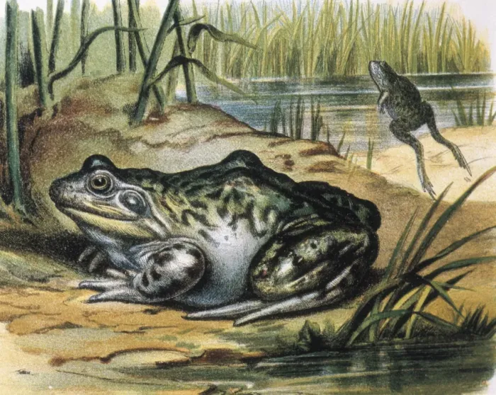 Framed Print : Bullfrog. Ranidae amphibian. Engraving from a Framed Print : Bullfrog. Ranidae amphibian. Engraving from a