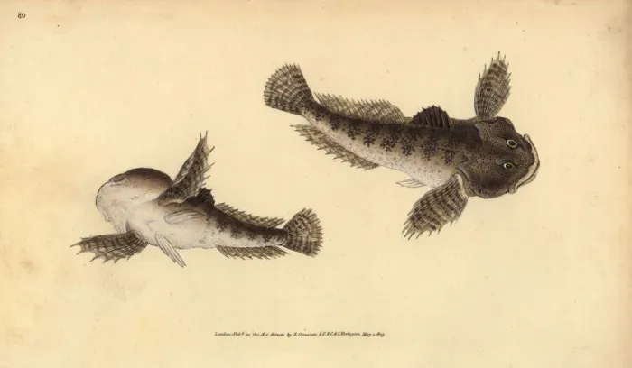 Framed Print : Bullhead, Cottus gobio Framed Print : Bullhead, Cottus gobio