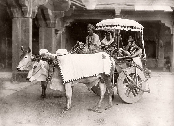 Bullock cart, carriage, ekka, India, c. 1890 s