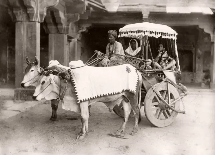 Framed Print : Bullock cart, carriage, ekka, India, c. 1890 s Framed Print : Bullock cart, carriage, ekka, India, c. 1890 s