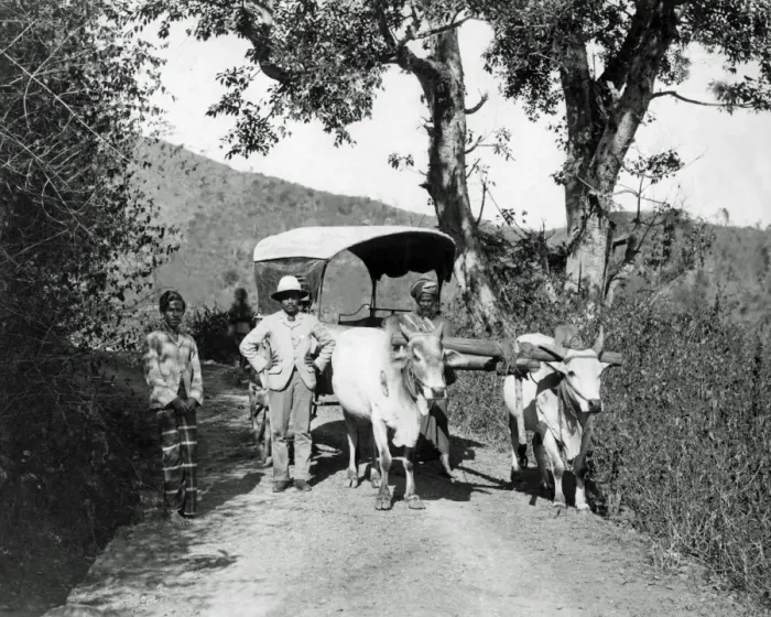 Framed Print : Bullock cart on a country lane, India Framed Print : Bullock cart on a country lane, India