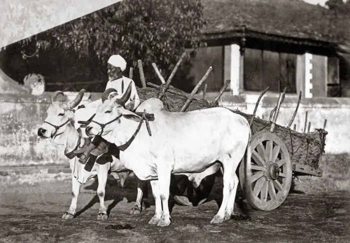Framed Print : Bullock cart and handler, India, c. 1890 Framed Print : Bullock cart and handler, India, c. 1890