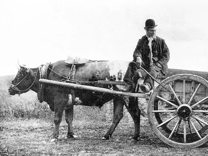 Framed Print : Bullock cart, Ireland Framed Print : Bullock cart, Ireland