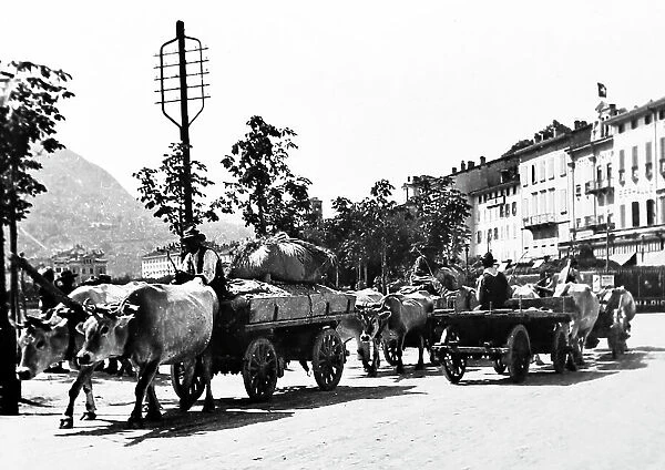 Bullock Cart, Lugano, Switzerland, Victorian period