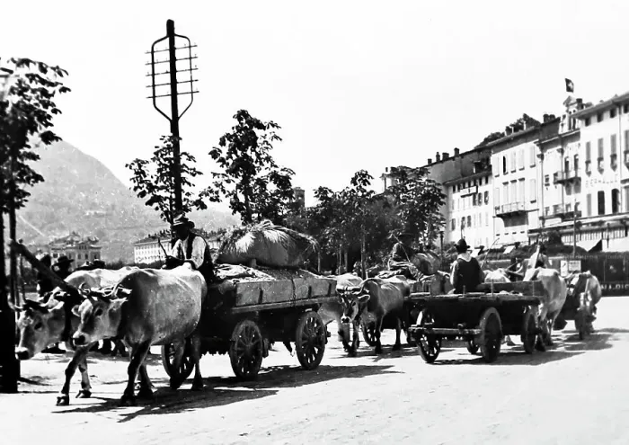 Framed Print : Bullock Cart, Lugano, Switzerland, Victorian period Framed Print : Bullock Cart, Lugano, Switzerland, Victorian period