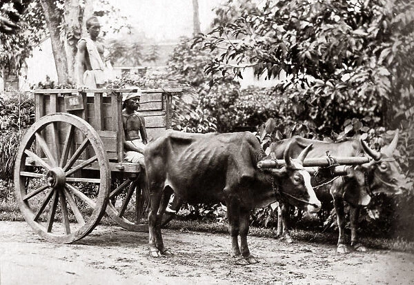 Bullock cart, Malaya (Malaysia) circa 1880s. Date: circa 1880s