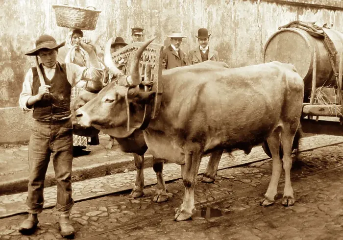 Framed Print : Bullock cart, Porto, Portugal, early 1900s Framed Print : Bullock cart, Porto, Portugal, early 1900s