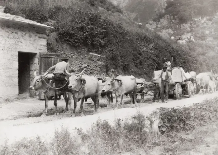 Framed Print : Bullock cart pulling stone from a quarry
