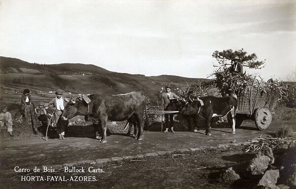 Bullock carts near Horta, Faial (Fayal) Island, Azores