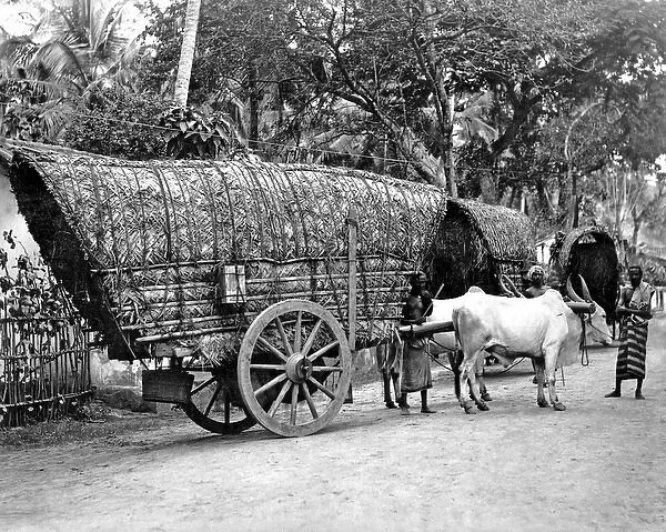 Bullock-drawn carts, India