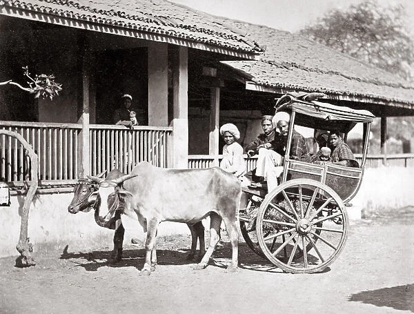 Bullock hackney or taxi, India, c. 1890