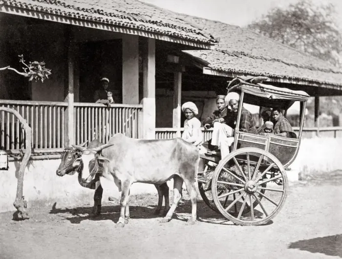 Framed Print : Bullock hackney or taxi, India, c. 1890 Framed Print : Bullock hackney or taxi, India, c. 1890