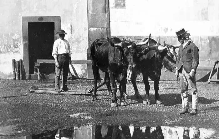 Framed Print : Bullock sledge, Madeira Framed Print : Bullock sledge, Madeira