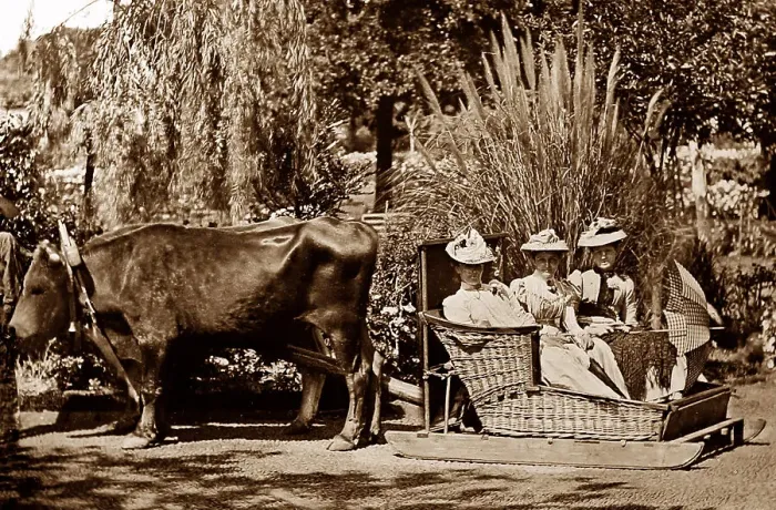 Framed Print : Bullock sledge, Madeira, Victorian period Framed Print : Bullock sledge, Madeira, Victorian period