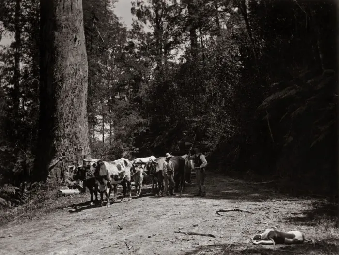 Framed Print : Bullock team, Australia, c. 1900 Framed Print : Bullock team, Australia, c. 1900