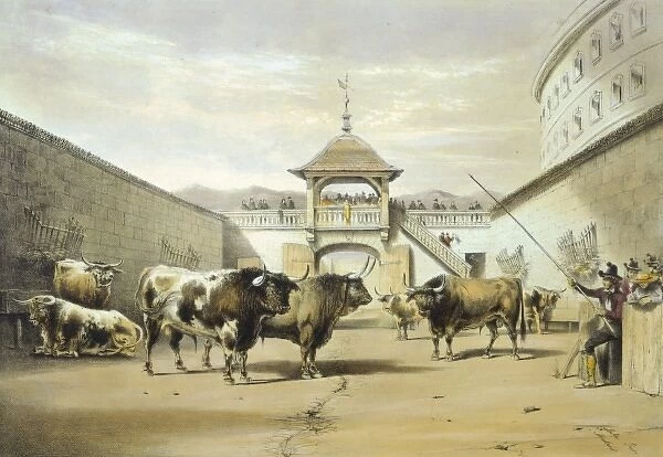 The bulls in the corral of the plaza
