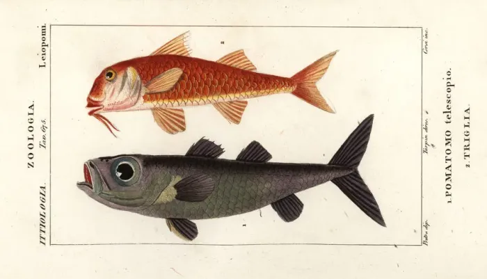 Framed Print : Bulls-eye fish and striped red mullet Framed Print : Bulls-eye fish and striped red mullet