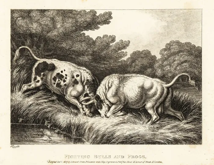 Framed Print : Two bulls locking horns near a pond full of frogs Framed Print : Two bulls locking horns near a pond full of frogs