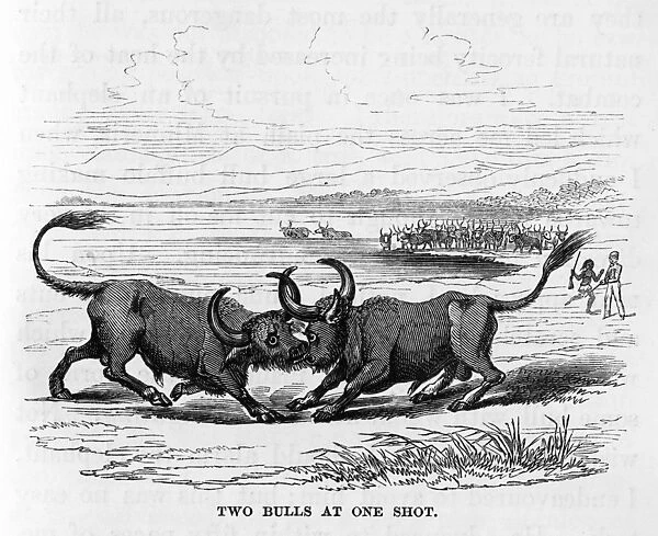 Two bulls locking horns, Sri Lanka
