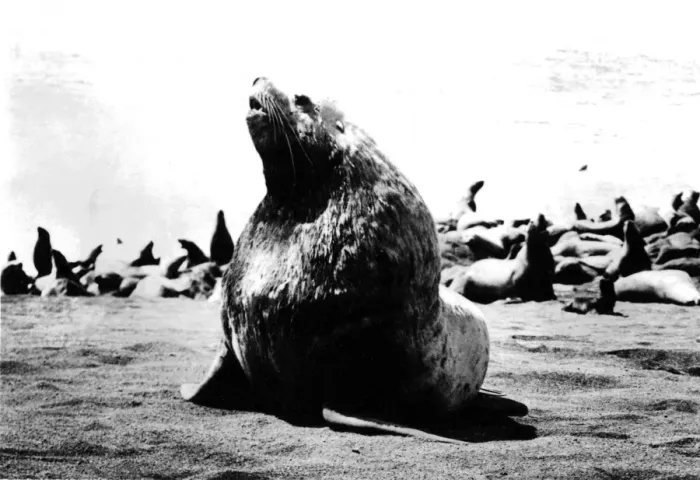 Framed Print : BULLS SEAL Framed Print : BULLS SEAL