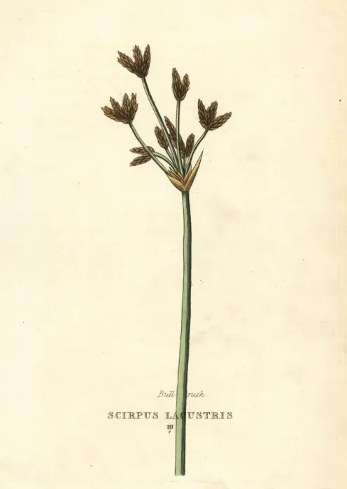 Framed Print : Bulrush or club-rush, Schoenoplectus lacustris