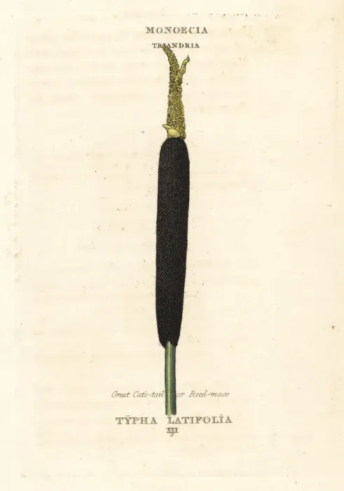 Framed Print : Bulrush, creat cats tail or reed mace, Typha latifolia Framed Print : Bulrush, creat cats tail or reed mace, Typha latifolia