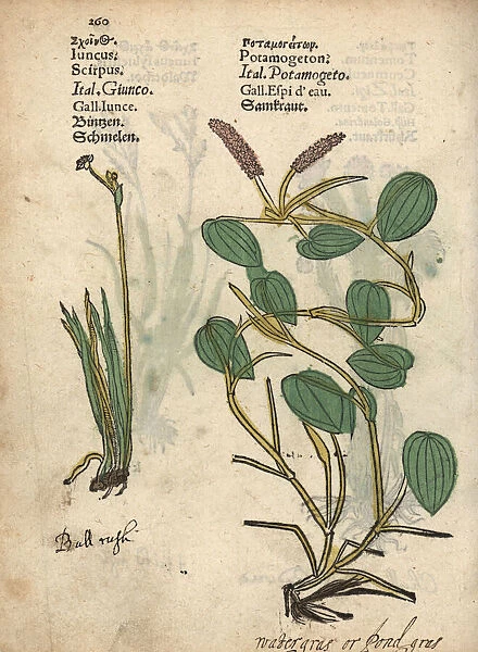 Bulrush, Schoeneoplectus lacustris, and broad-leaved