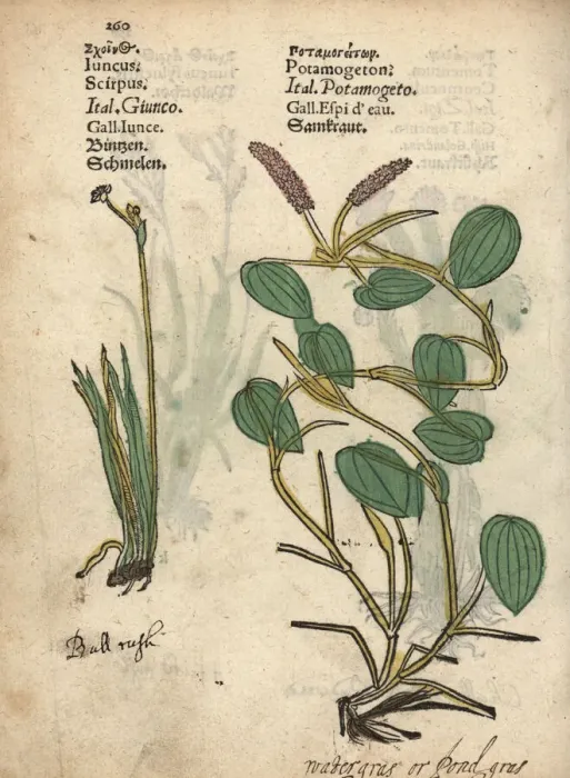 Framed Print : Bulrush, Schoeneoplectus lacustris, and broad-leaved Framed Print : Bulrush, Schoeneoplectus lacustris, and broad-leaved