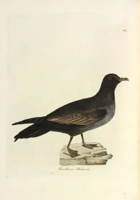 Framed Print : Bulwers Petrel Framed Print : Bulwers Petrel