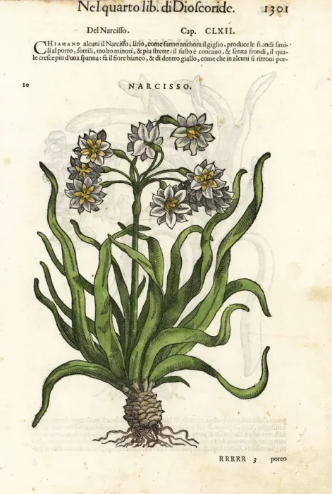 Framed Print : Bunch-flowered daffodil, Narcissus tazetta Framed Print : Bunch-flowered daffodil, Narcissus tazetta