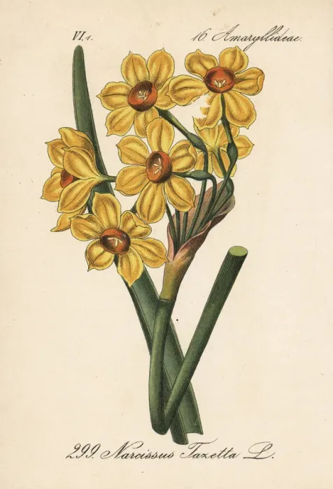 Framed Print : Bunch-flowered daffodil, Narcissus tazetta Framed Print : Bunch-flowered daffodil, Narcissus tazetta