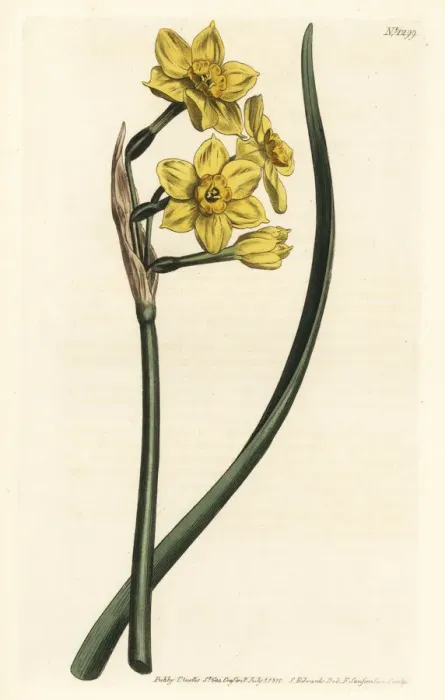Framed Print : Bunch-flowered daffodil, Narcissus tazetta subsp. aureus Framed Print : Bunch-flowered daffodil, Narcissus tazetta subsp. aureus