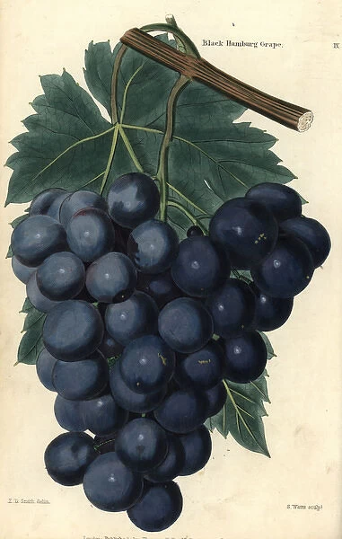 Bunch of grapes and vine leaf of the Black