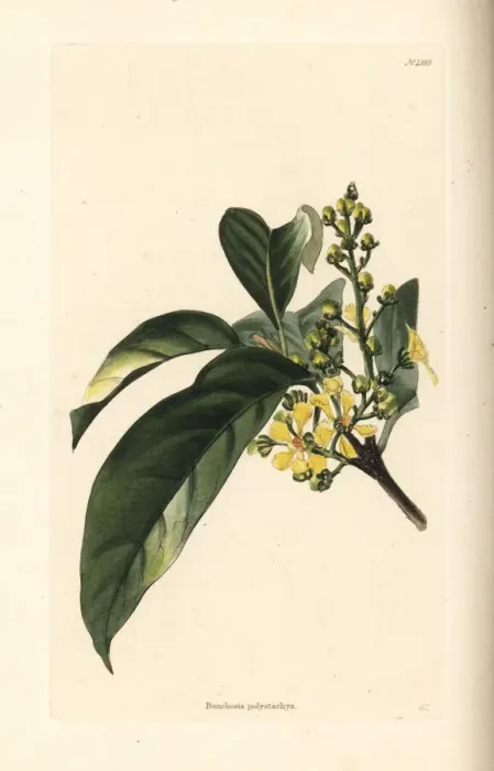 Framed Print : Bunchosia polystachya Framed Print : Bunchosia polystachya