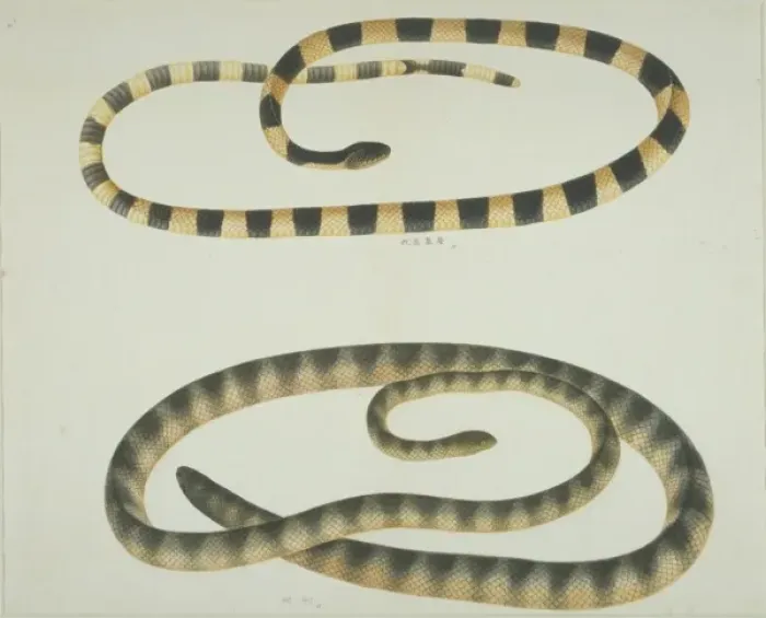 Framed Print : Bungarus fasciatus, banded krait (top) Framed Print : Bungarus fasciatus, banded krait (top)