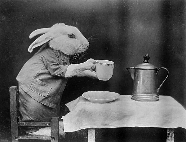 Bunny Coffee Break