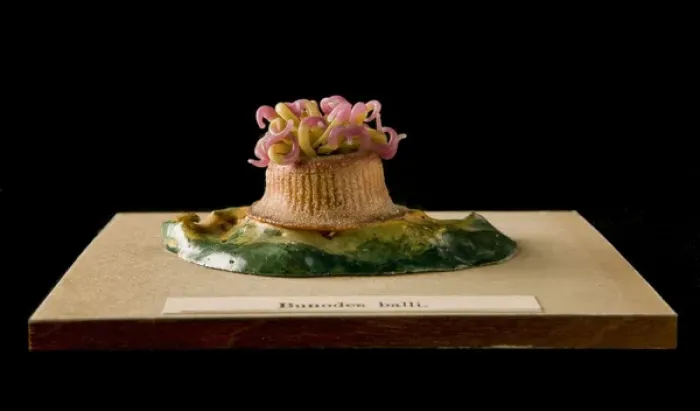 Framed Print : Bunodes ballii, sea anemone Framed Print : Bunodes ballii, sea anemone