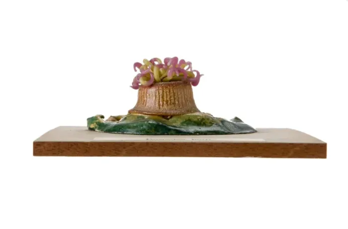 Framed Print : Bunodes ballii, sea anemone Framed Print : Bunodes ballii, sea anemone