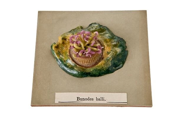 Bunodes ballii, sea anemone