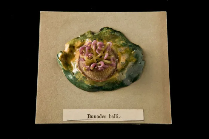 Framed Print : Bunodes ballii, sea anemone Framed Print : Bunodes ballii, sea anemone