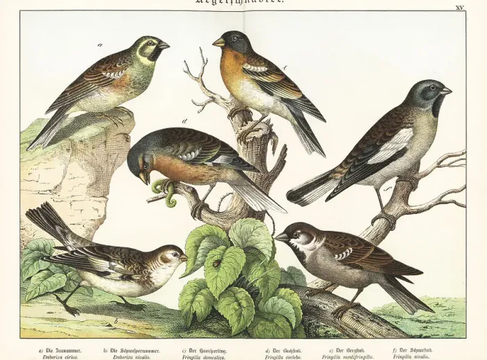 Framed Print : Buntings, sparrow and finches Framed Print : Buntings, sparrow and finches