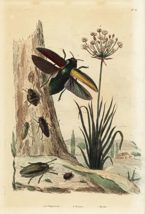 Framed Print : Buprestis beetles, flowering rush and pill beetle Framed Print : Buprestis beetles, flowering rush and pill beetle