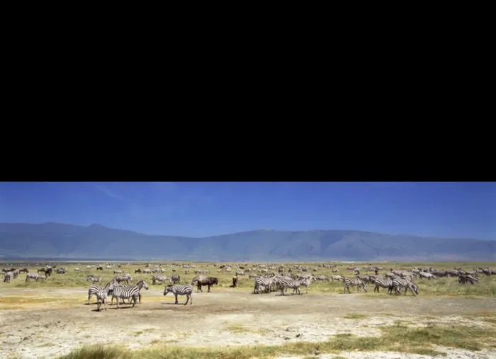 Framed Print : Burchells / Plains / Common Zebra Framed Print : Burchells / Plains / Common Zebra